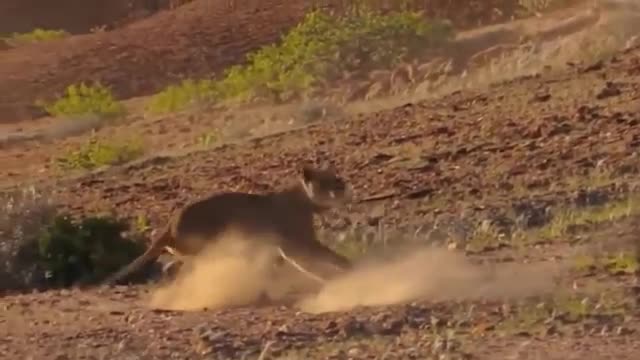 Lion Could Not Win Powerful of Giraffe