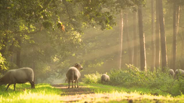 Sheep Morning Sunbeam Nature Landscape