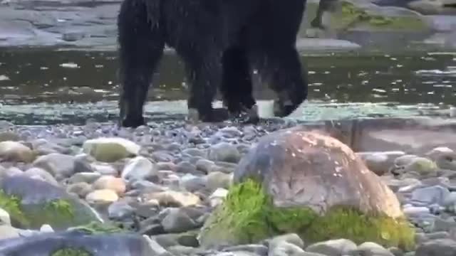 The bear is catching up with the fish