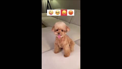 funny video of the year 2021