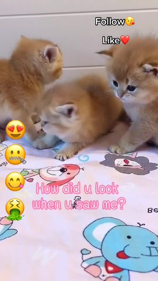 Funny And Cute Cat's Life 2021 ❤️