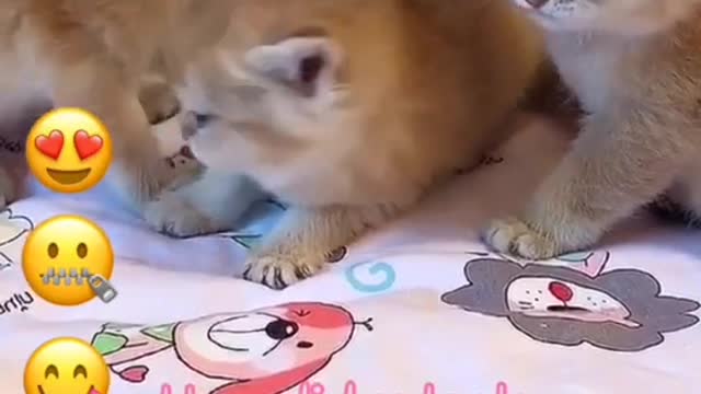 Funny And Cute Cat's Life 2021 ❤️