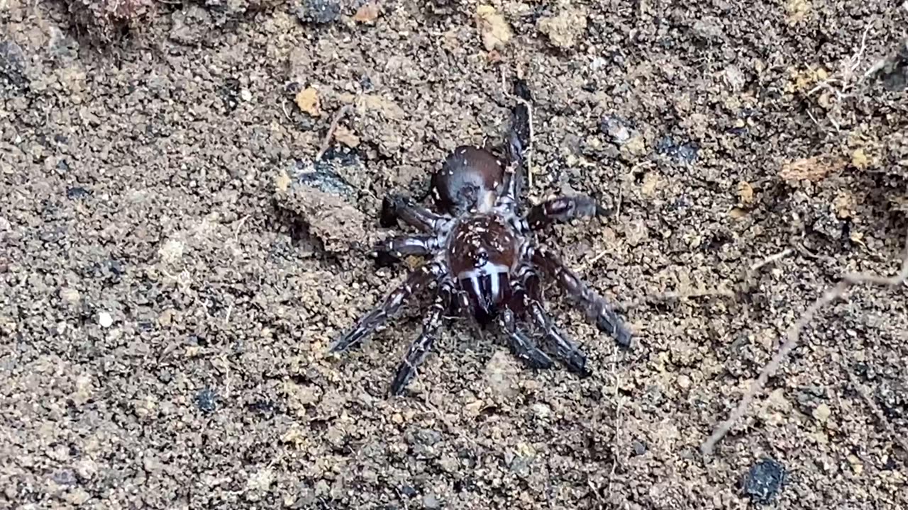 The Billion Dollar Gold Mine Part 11 Mouse Spider