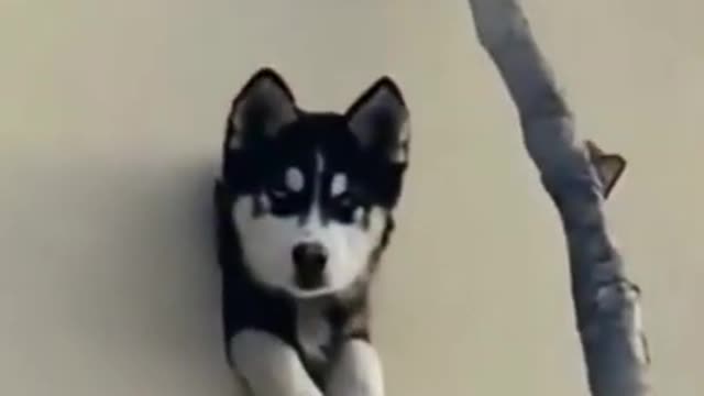 The Ultimate Viral Dog video😂😂😱 Most popular video on internet.