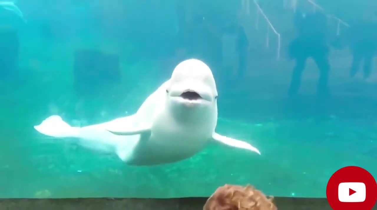 TRY NOT TO LAUGH, Epic zoo animals compilation being funny with the kids
