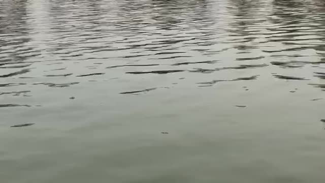 Peaceful boat ride at Kawagoe park Japan