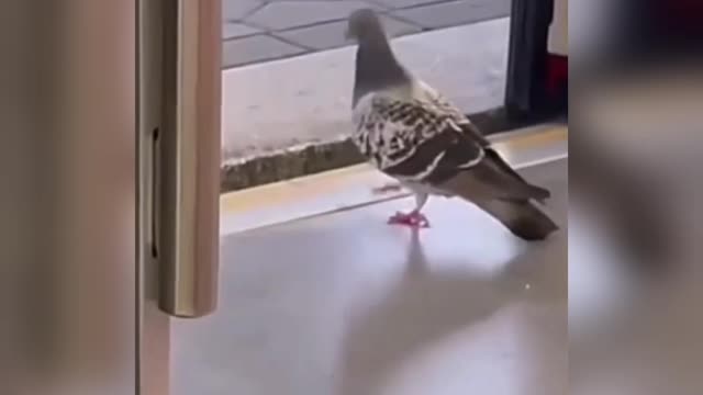 Pigeon uses public transport