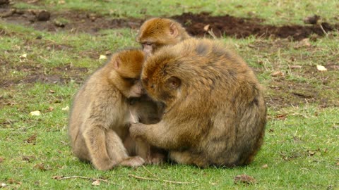 Docile monkeys