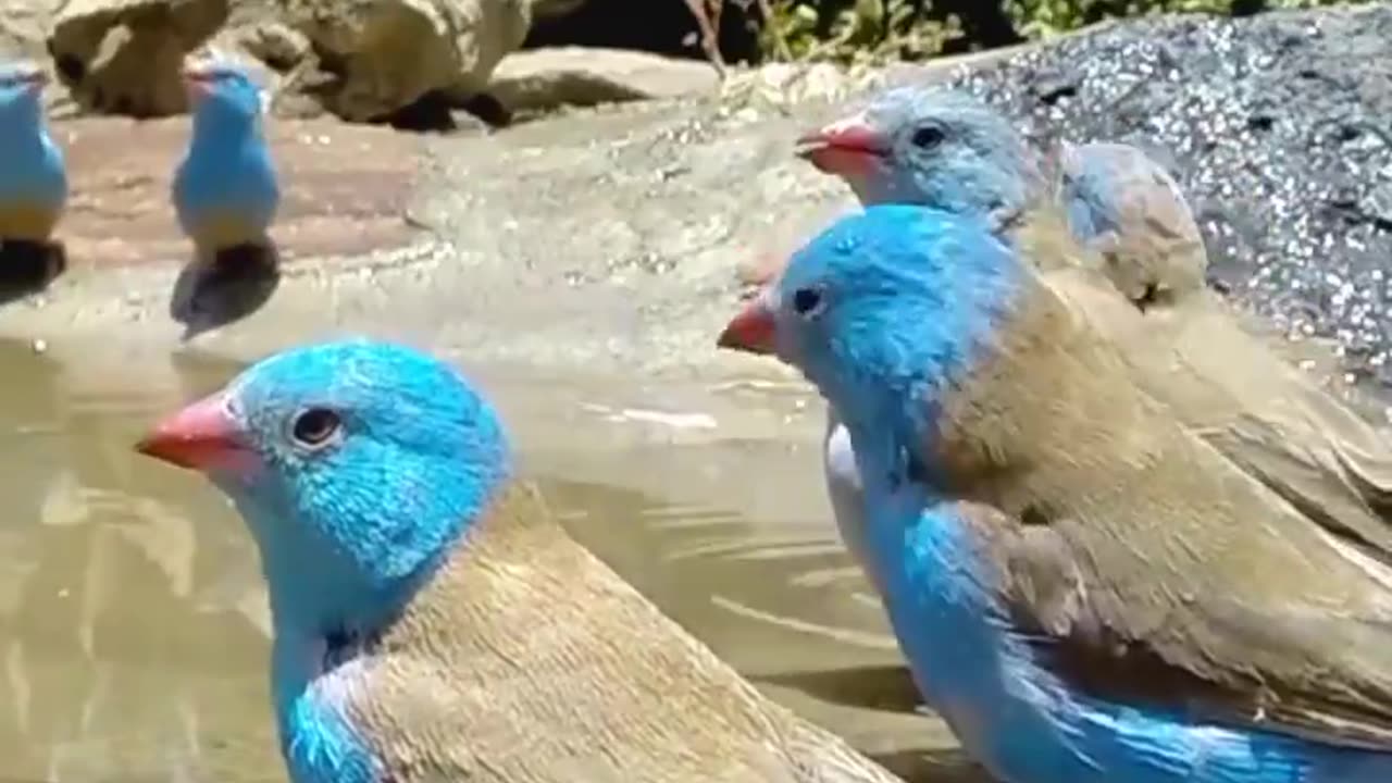 Blue Parrots