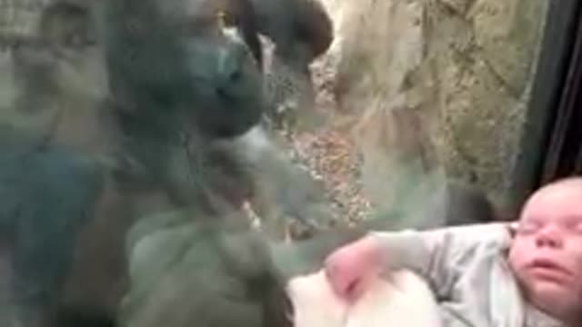 A sweet encounter of a mother gorilla to a cute little baby