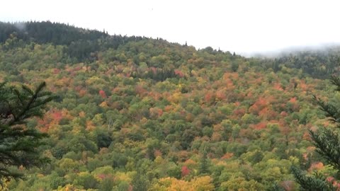 Foliage