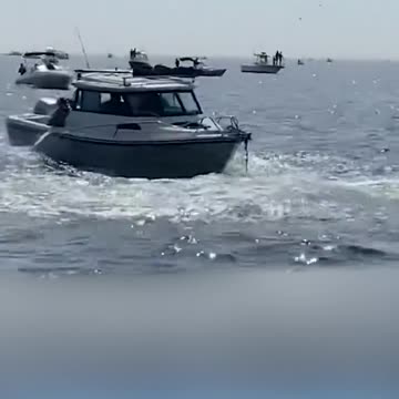 Baleia avança sobre barco de pesca na costa de Massachusetts, nos EUA