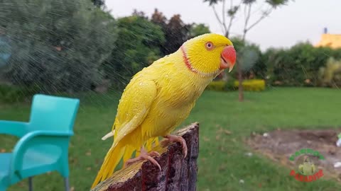 Lovely yellow parrot 🦜 💛 take a BATH 🛁