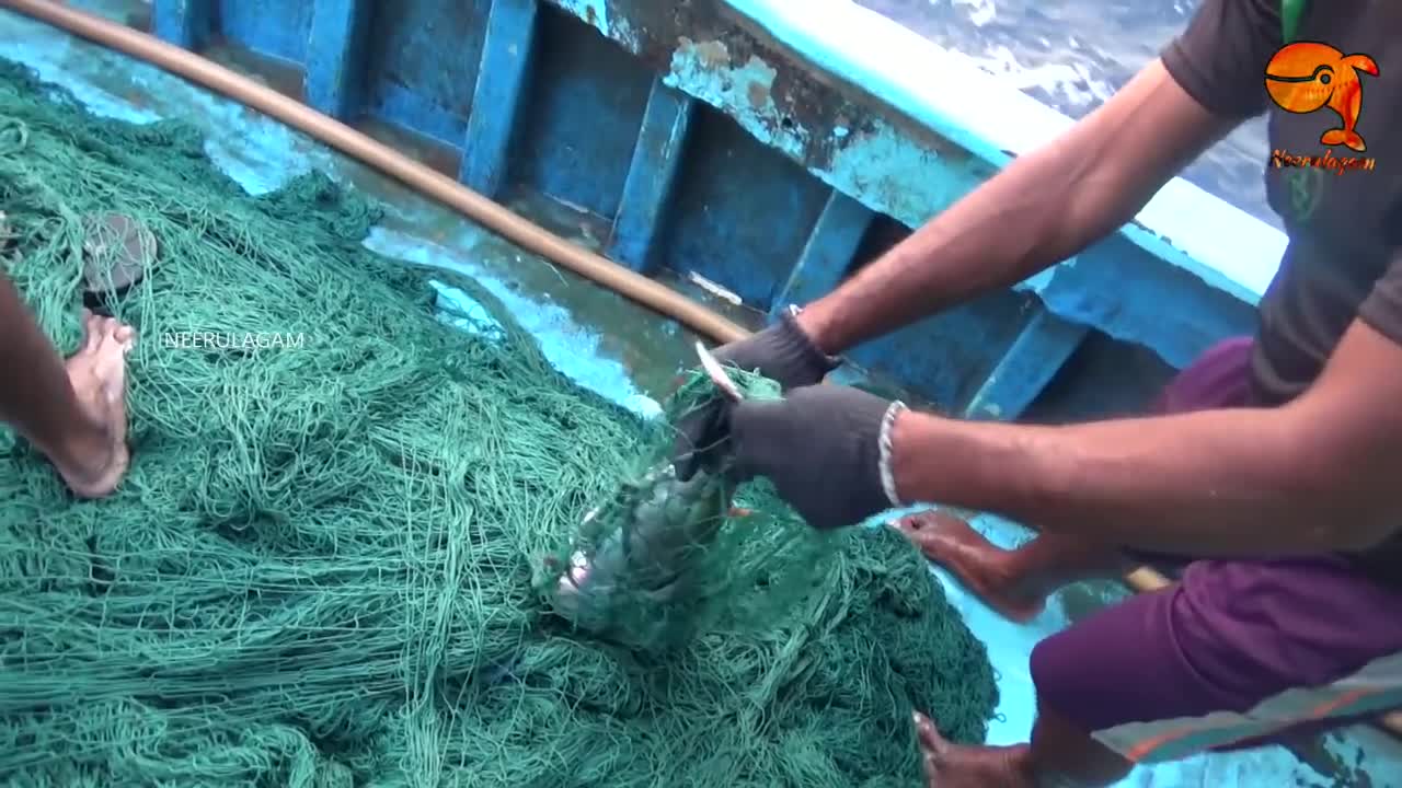 Amazing Fast Tuna Fishing Skill , Catching Fish Big on The SeaTRAWL NET FISHING VIDEOS