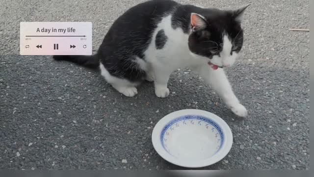 How you can feed a cat