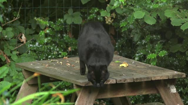 Black Cat Jumps Off Table