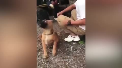 Funny Dog