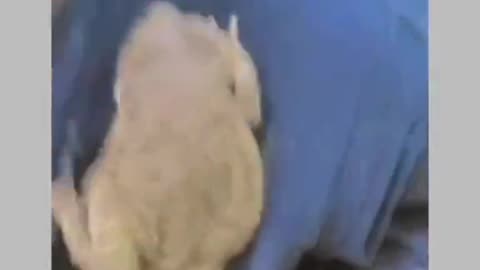 Funny video | funny boy frog video | Frog in pocket