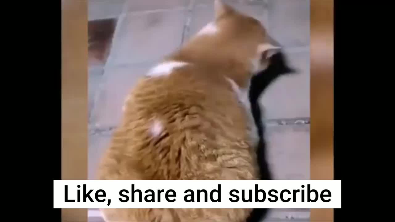 Funniest Animals Video Compilation