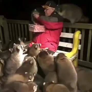 Gotta be the fattest collection of raccoons ever assembled