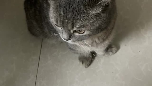 Keep looking at the cat outside