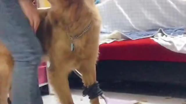 Cute and adorable dog try to do house work(funny video)