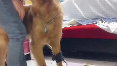 Cute and adorable dog try to do house work(funny video)