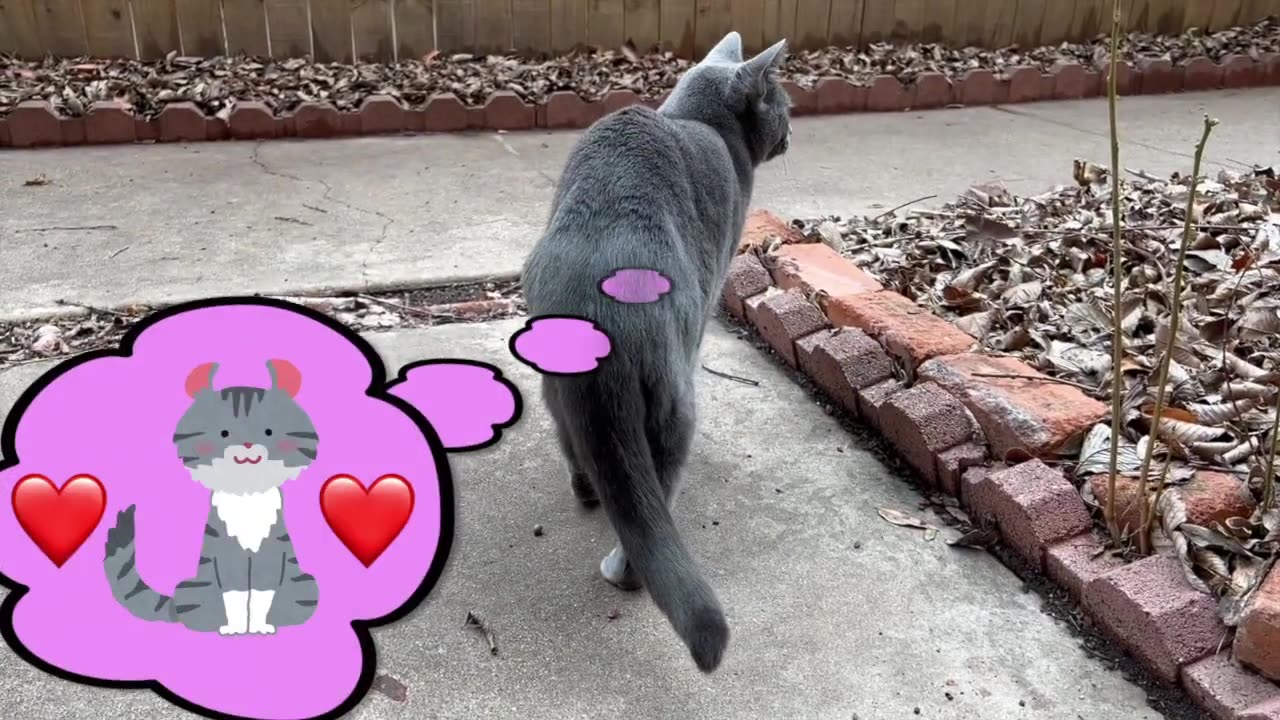 Curious Cat's Vet Adventure | Unveiling My Cat's Vet Trip You'll Be Captivated