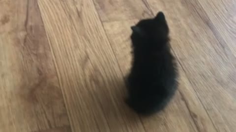 kitten very cute