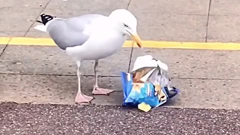 Smart seagull spotted stealing food from supermarket