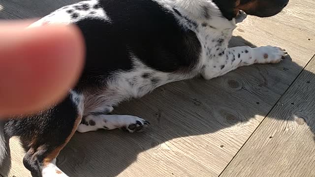 Chilling in the sun🐕🐾