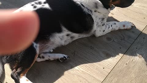 Chilling in the sun🐕🐾