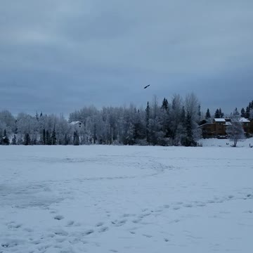 Bald Eagle watching us ice fishing