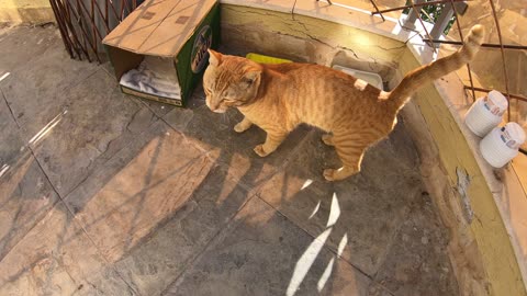 Homeless cats in UAE, Ras Al Khaimah: ED SHEERAN & MICHAEL JACKSON #cats #MichaelJackson #EdSheeran