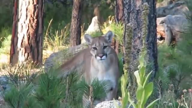 South Dakota mountain lion - close!