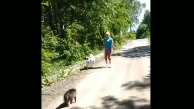 Angry Cats Vs Dogs Funny Compilation Video Ever| cats and dog Fight|My Way