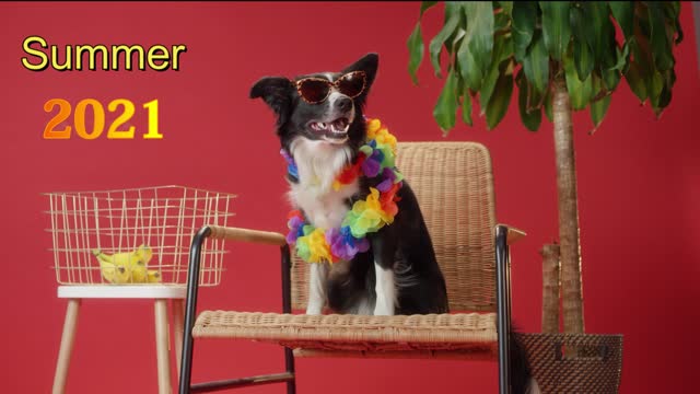 Dog Summer 2021