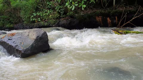 River in the forest