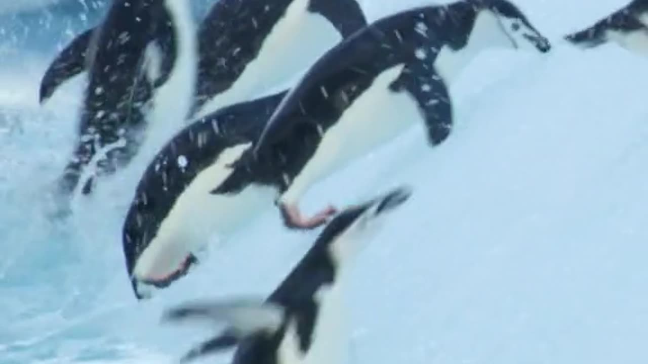 Chinstrap Penguin