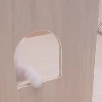 OMG So Cute Baby Cat Video ❤ #cat #shorts