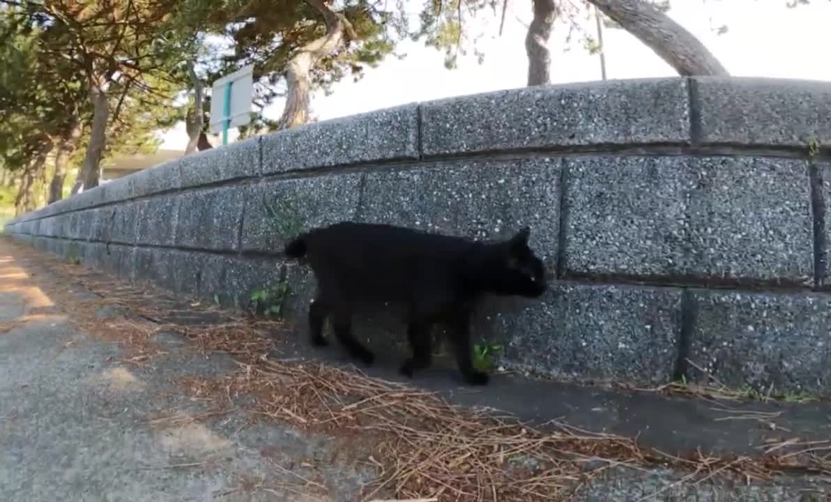 I followed a black cat