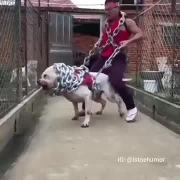 Pitbull monster in chain