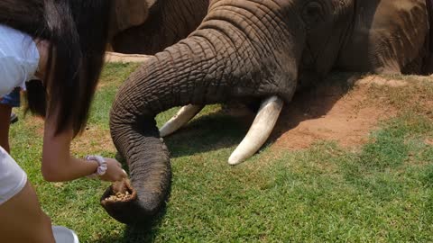 Watch the huge elephant and he eat with him