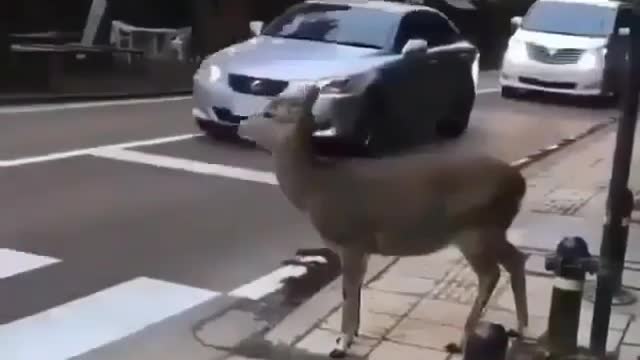 deer - wait in the street to pass the crosswalk