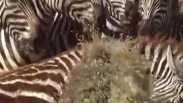 Crocodile bites zebra drinking from river