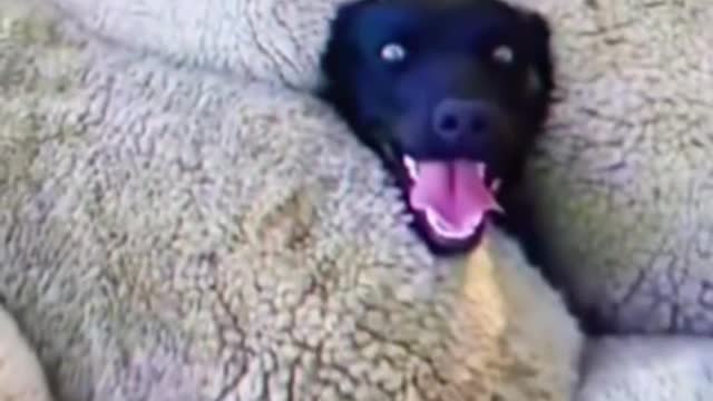 Rumble/Animals/Dogs playing on sheep's heads