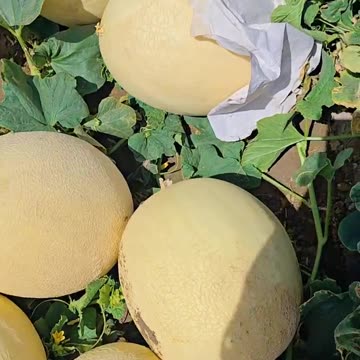 Melons crop on the field