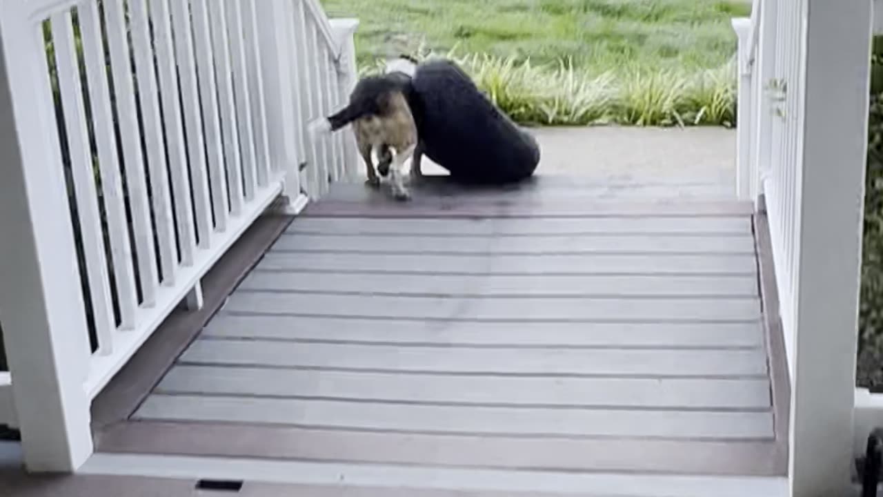 Dexter Insists On Taking His Bed Outside