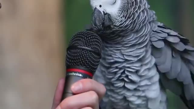 Parrot Talking - Smart And Funny