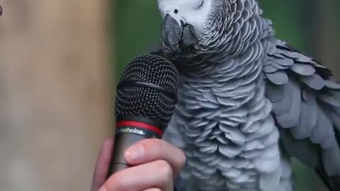 Parrot Talking - Smart And Funny